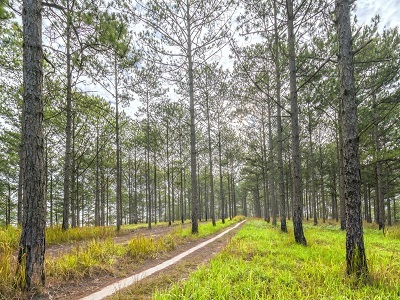 forêt tout terrain